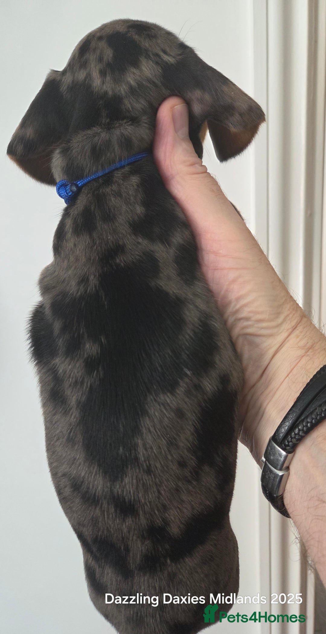 Miniature Dachshund dogs for sale: KC Registered shorthaired minature Daschunds pups - Image 10