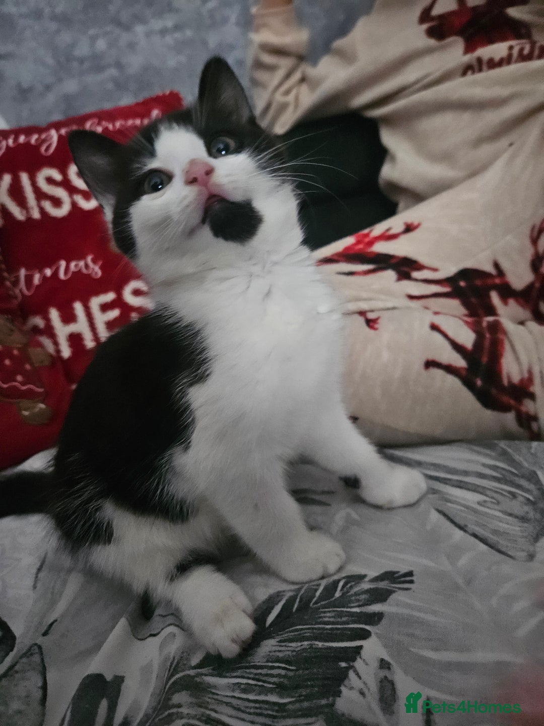 Mixed Breed cats for sale: Distinguish gentleman looking for forever home  - Advert 6