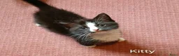 Mixed Breed cats for adoption: KIM AND KITTY - Advert 2