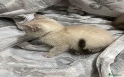 Bengal cats for sale: Snow bengal cross tabby kittens OPEN TO OFFERS - Image 4