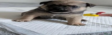 Mixed Breed 5