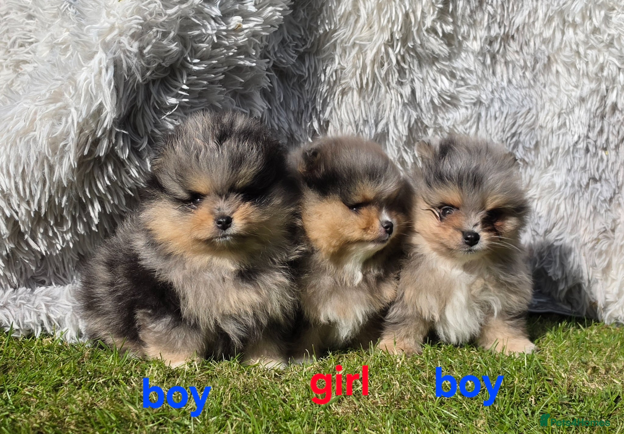 Pomeranian dogs Stunning Rare Merle Pomeranian– Ready Soon - Advert 17