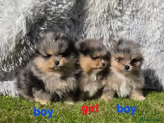 Pomeranian dogs Stunning Rare Merle Pomeranian– Ready Soon - Advert 17