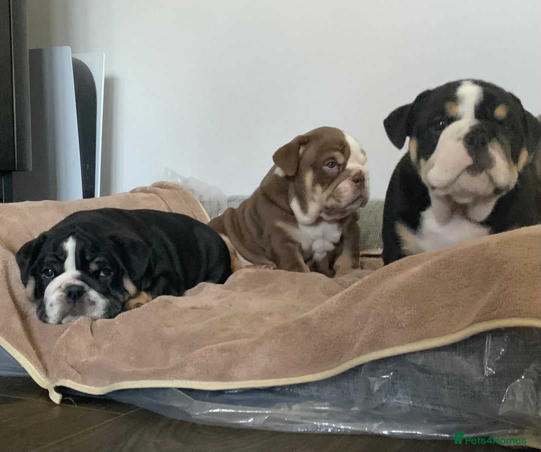 English Bulldog dogs for sale: English bulldog puppies  - Advert 39