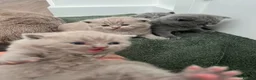 British Shorthair cats for sale: British shorthair kitten  - Advert 7
