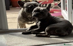French Bulldog dogs for sale: Fench bulldog - Image 10