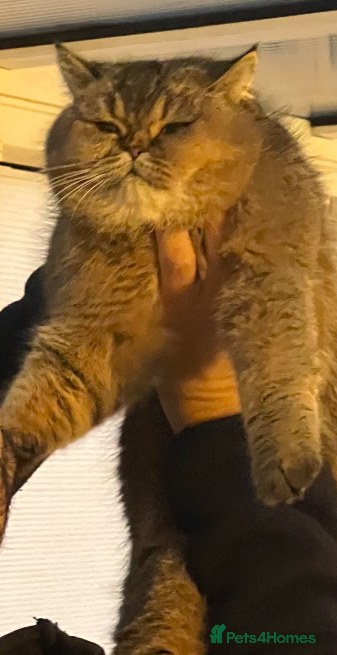 British Shorthair cats for sale: Chunky Black Tipped British Shorthair for sale - Advert 2