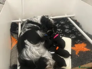 Cockapoo dogs Black and white tuxedo puppies - Advert 4