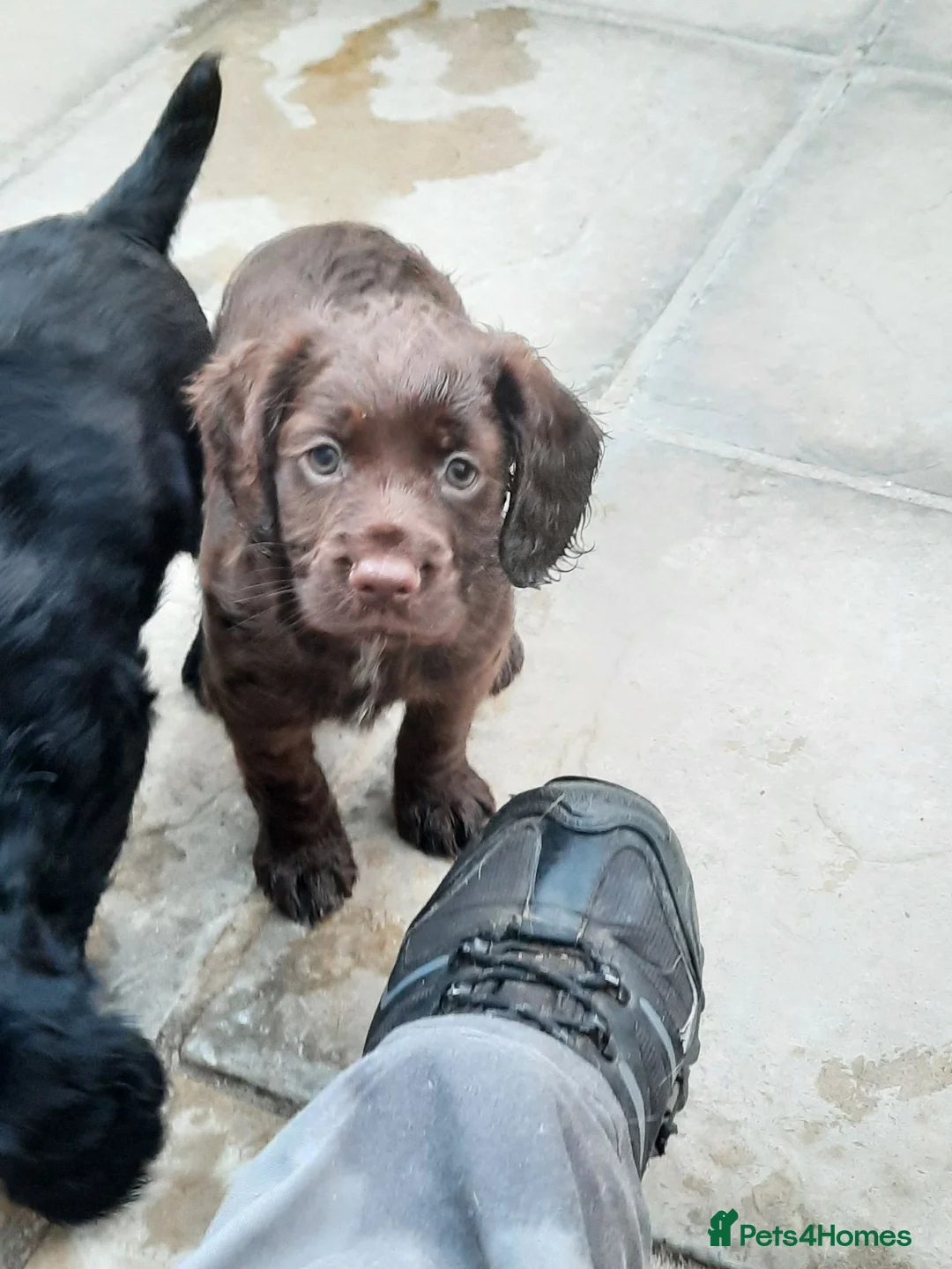 Cocker Spaniel dogs for sale: kc reg working cocker spaniel puppies - Advert 2