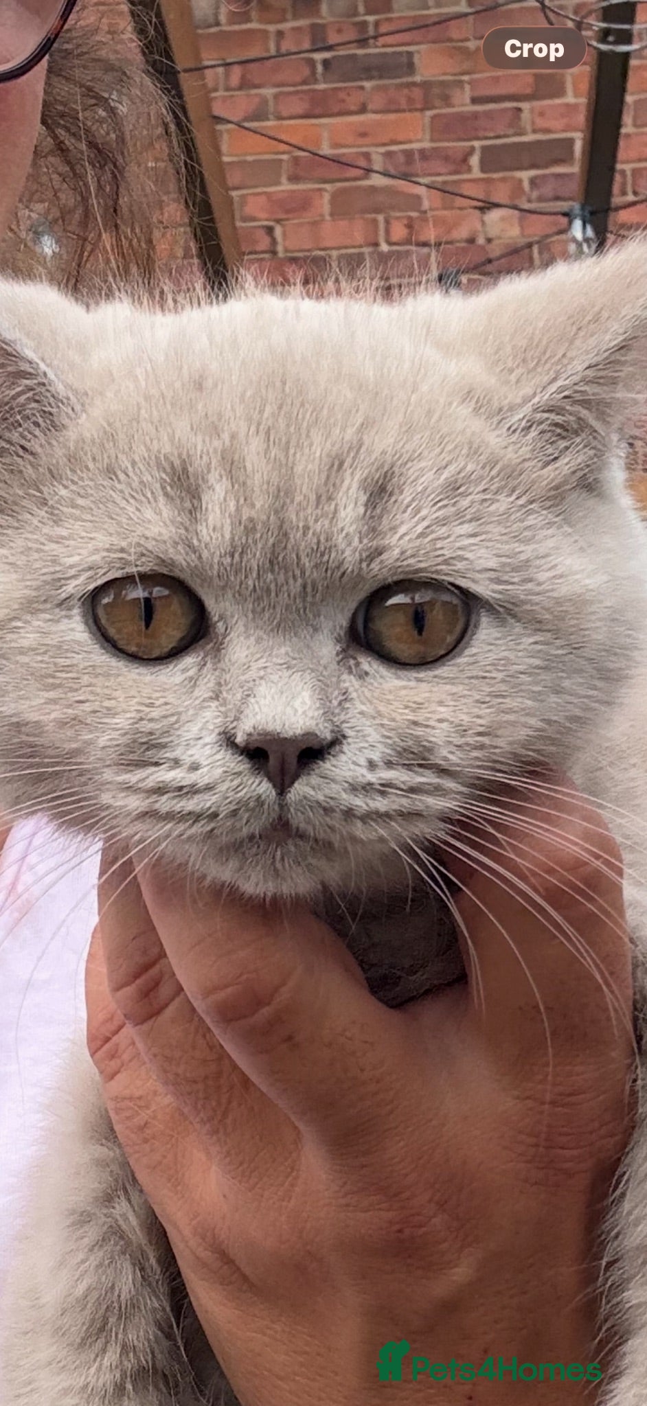 British Shorthair cats BSH Fawn & Lilac, Chocolate , Reduced £400 - Advert 15