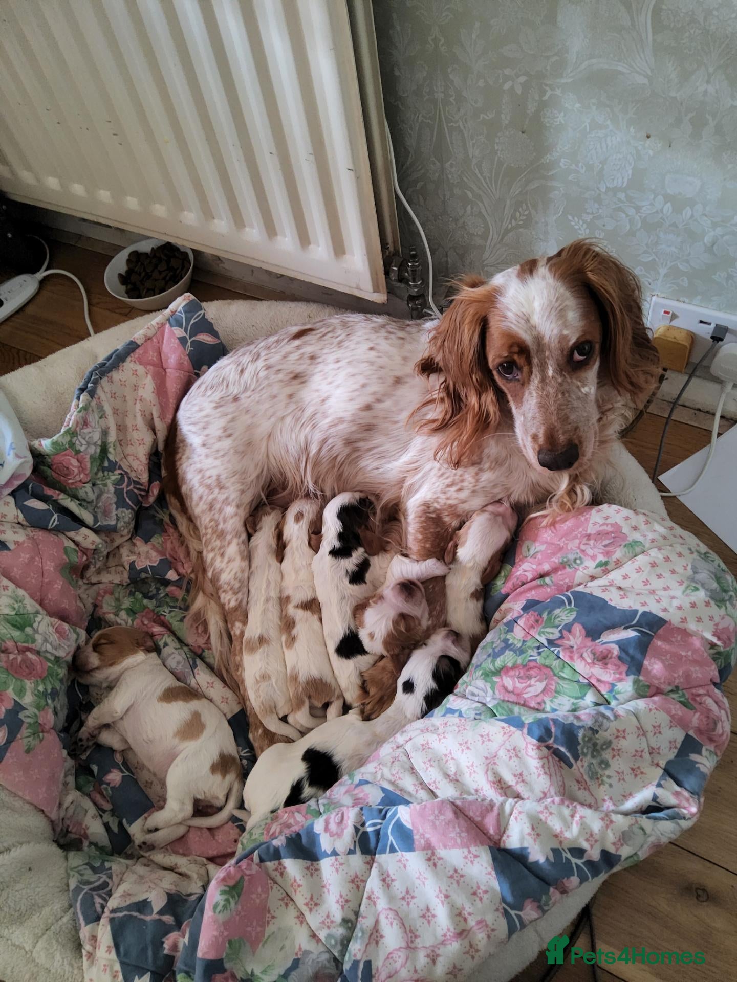 Cocker Spaniel dogs Cocker Spaniel puppies - Advert 9