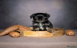 Yorkshire Terrier dogs for sale: Colorful Yorkshire Terrier puppies for sale - Image 16