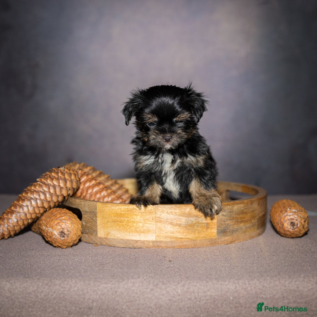 Yorkshire Terrier dogs for sale: Colorful Yorkshire Terrier puppies for sale - Image 16