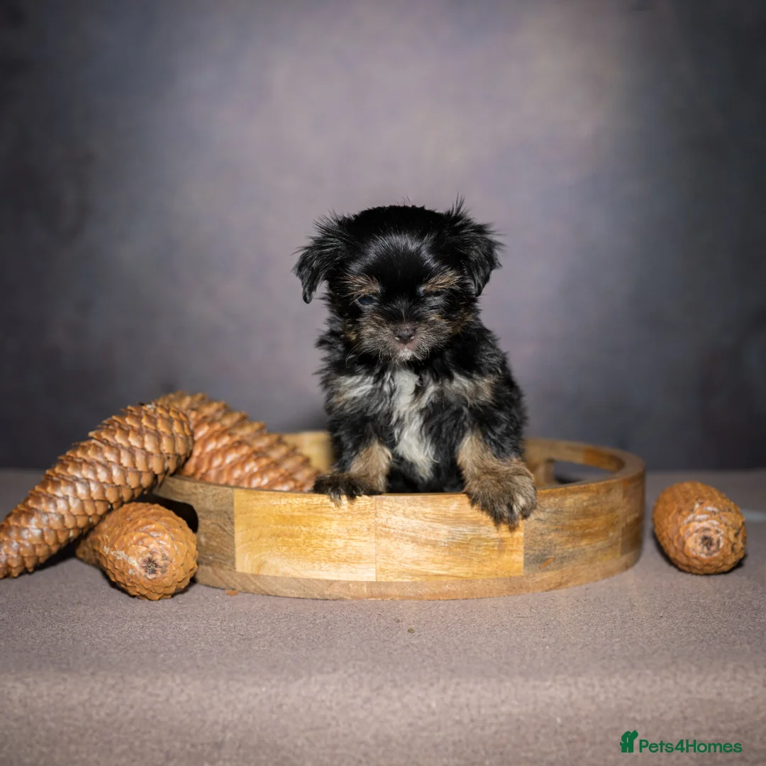 Yorkshire Terrier dogs for sale: Colorful Yorkshire Terrier puppies for sale - Advert 24