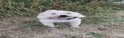Mini Goldendoodle dogs for sale: Mini Goldendoodles. Pedigree health tested parents in Brough - Advert 12