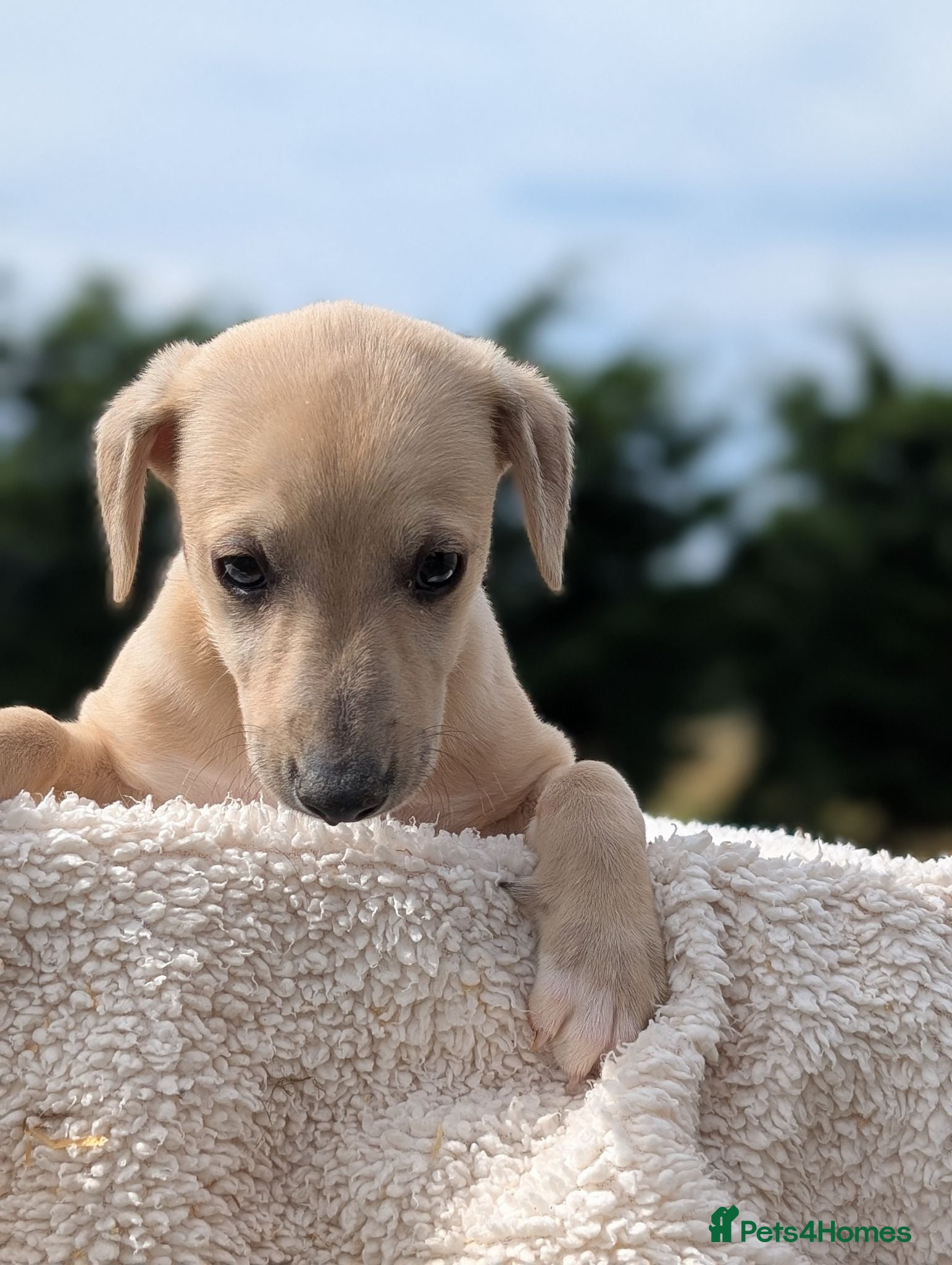 Whippet dogs Stunning whippet puppies  - Advert 2
