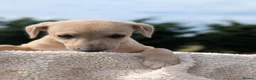 Whippet dogs for sale: Stunning whippet puppies  - Advert 3