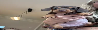 Dachshund 5