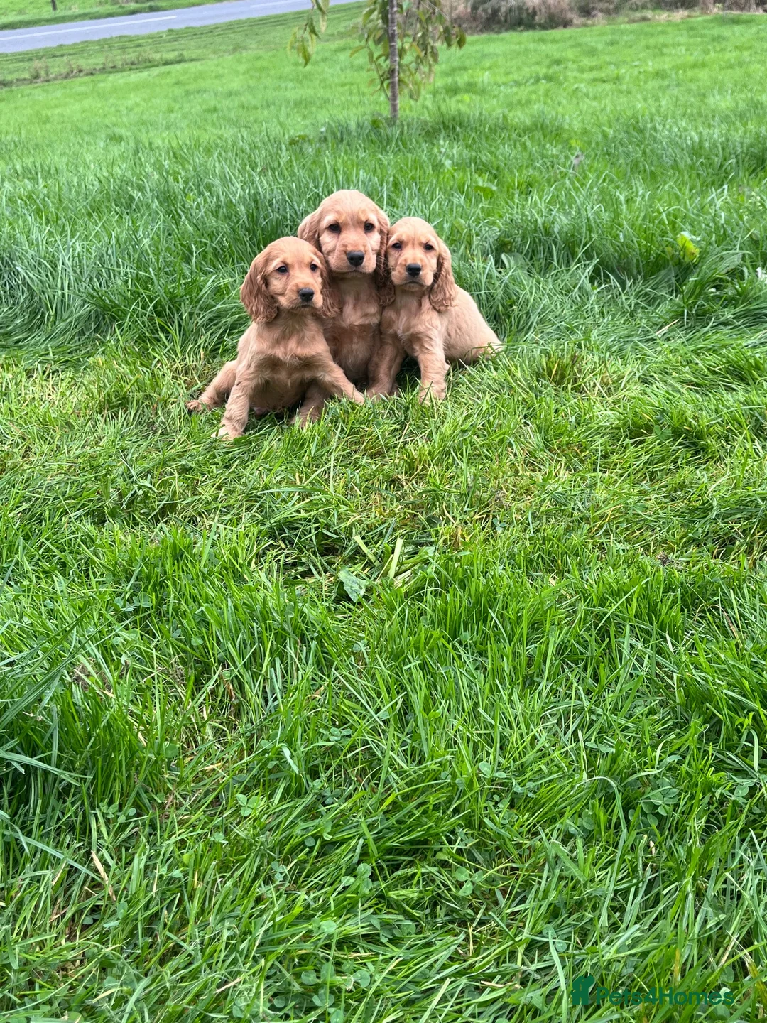 Cocker Spaniel dogs for sale: Cocker spaniel pups  - Advert 2