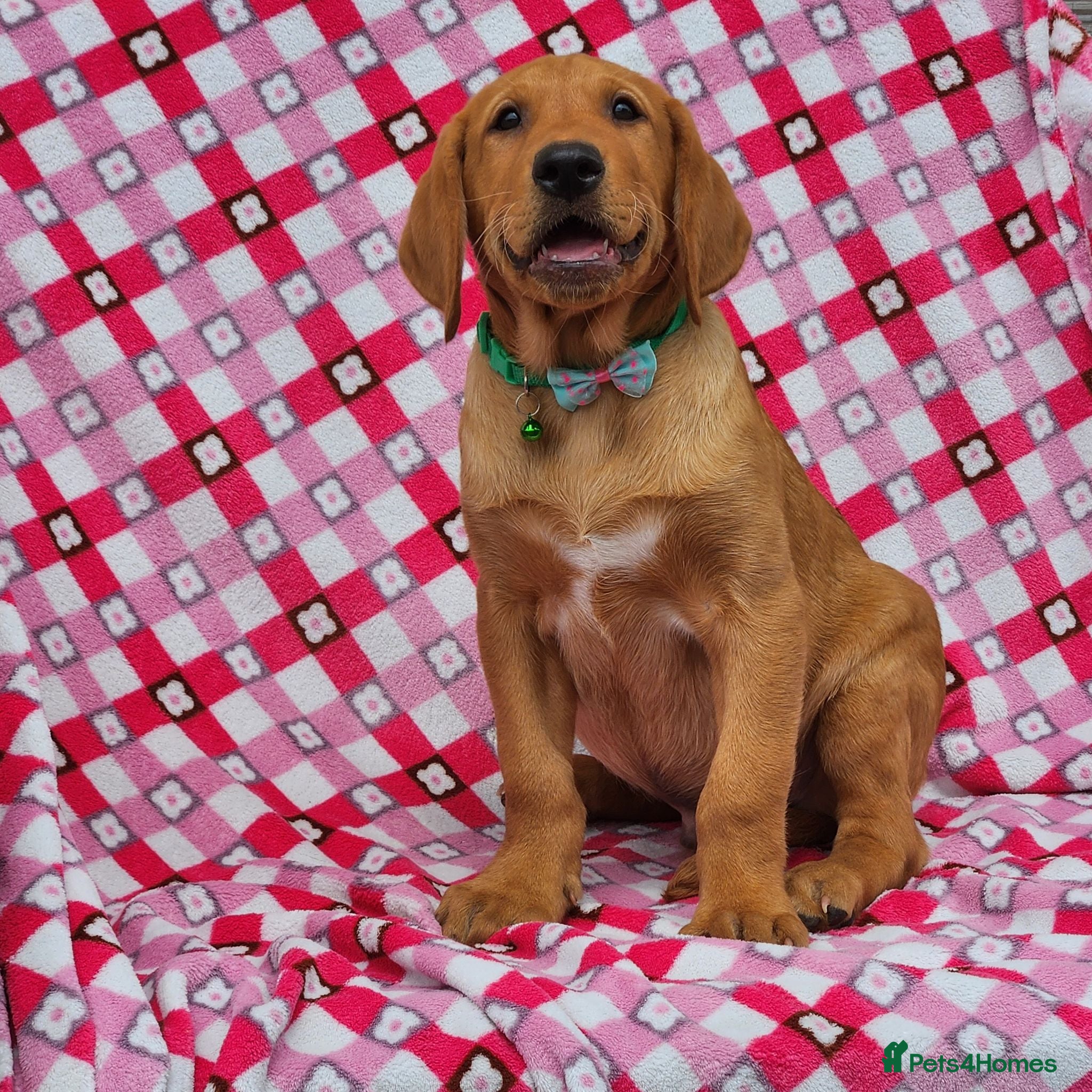 Labrador Retriever dogs 🩵🩵 2 KC Reg Dark Fox Red Labrador Pups!!🩵🩵  - Advert 2