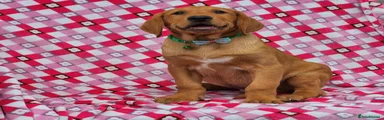 Turquoise Collar 