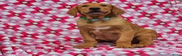 Labrador Retriever dogs for sale: 🩵🩵 2 KC Reg Dark Fox Red Labrador Pups!!🩵🩵  - Advert 2