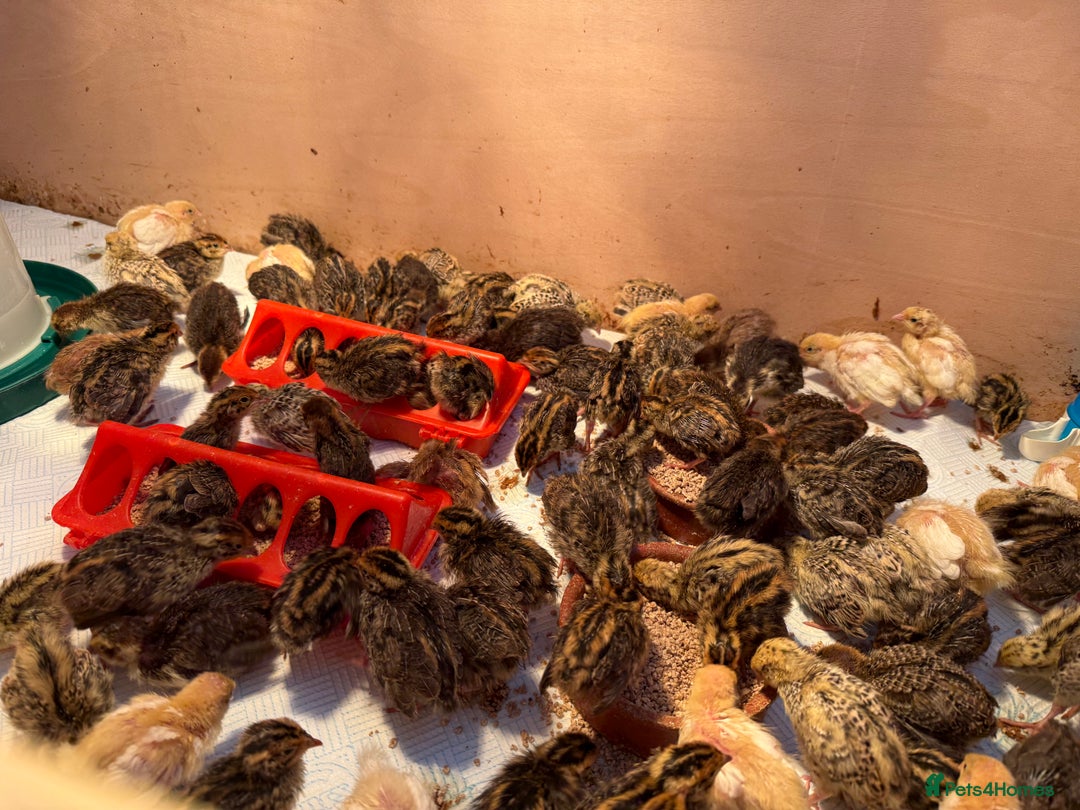Quail poultry for sale: 🚨 COTURNIX QUAIL AVAILABLE NOW! 🐣🐥 - Image 3