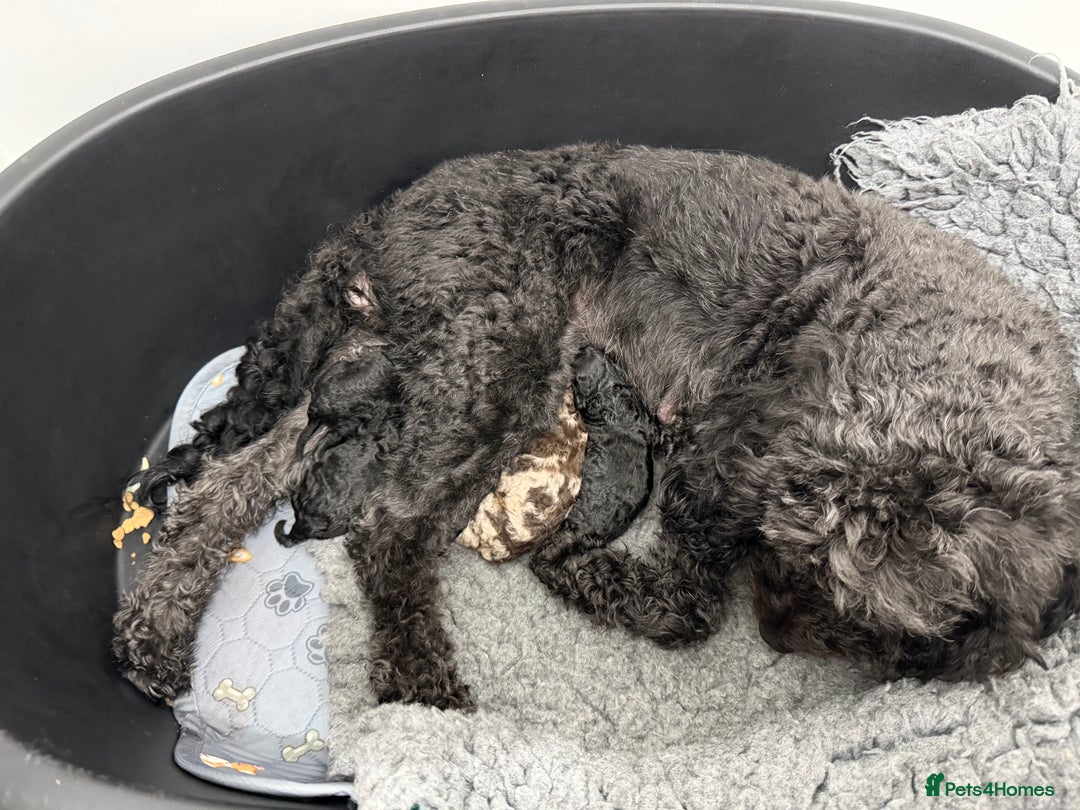 Cockapoo dogs for sale: 5 Cockapoo Puppies - Advert 2