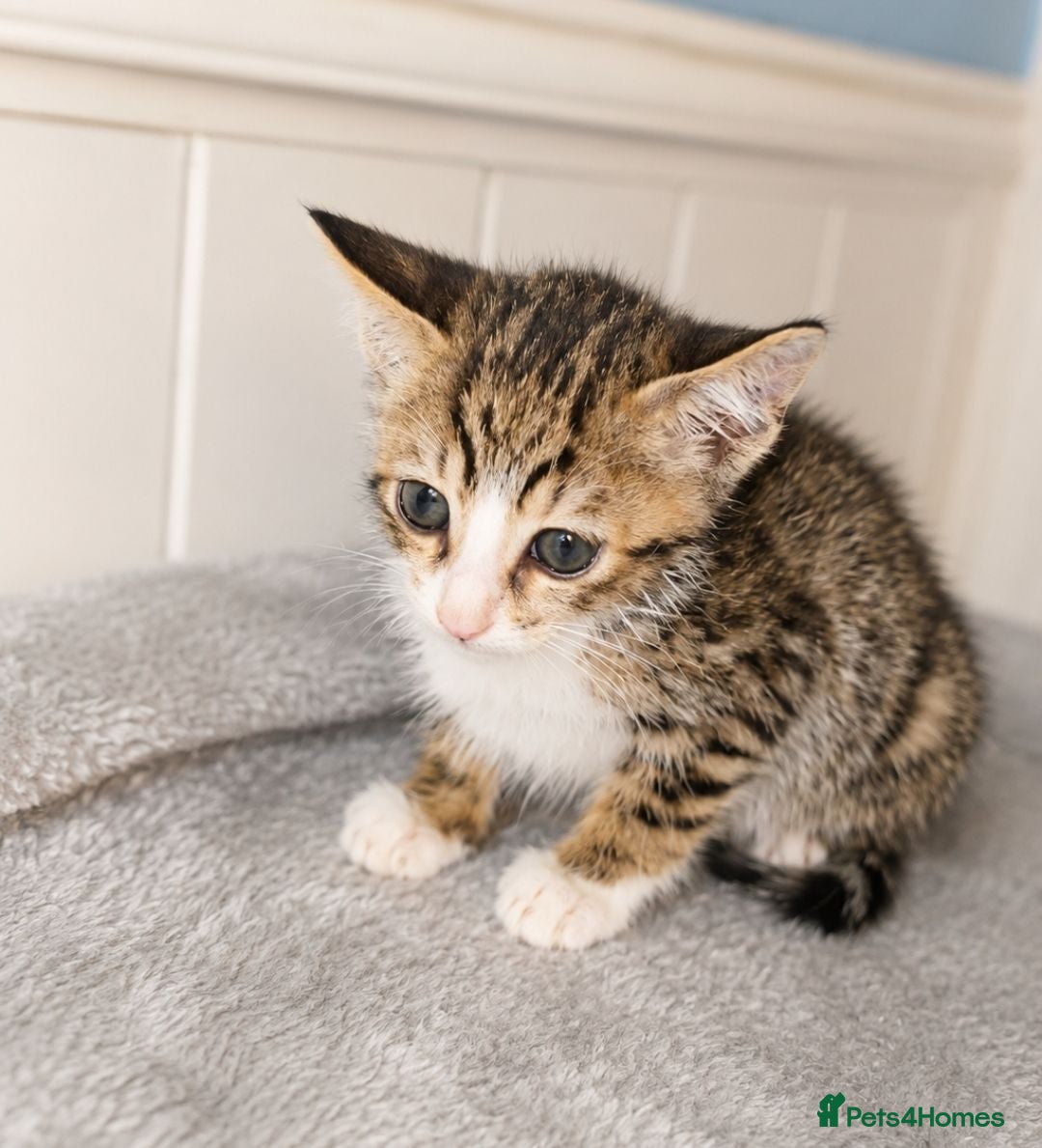 Bengal cats Savannah x bengal ONE MALE LEFT READY - Advert 1