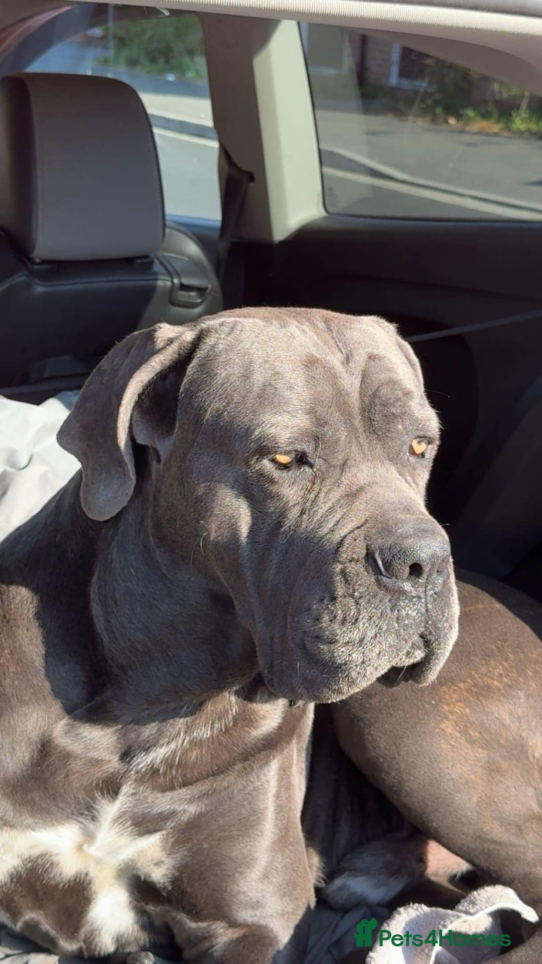 Cane Corso dogs for stud: Cane corso looking for a lover  - Image 5