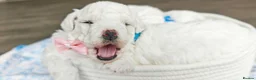 Bichon Frise dogs for sale: Sweet Bichon Frise puppies- Champion Bloodline - Advert 20