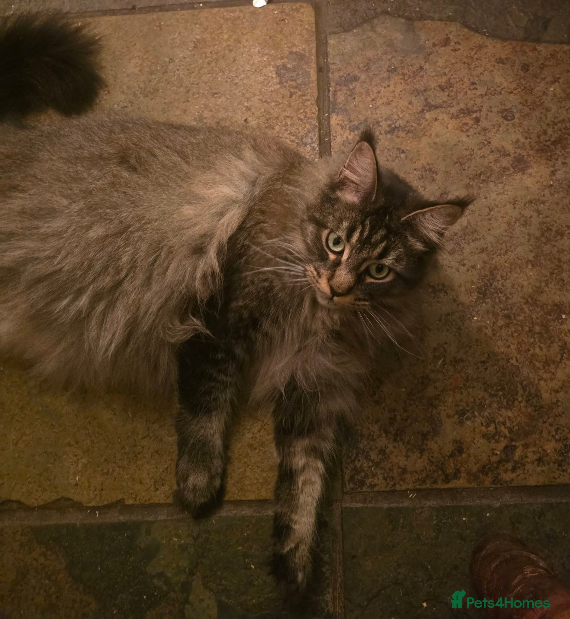 Maine Coon cats Big Strong Maine Coon Kittens - Advert 15