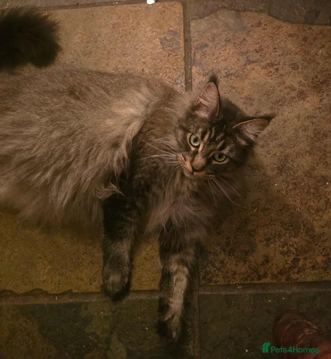 Maine Coon cats for sale: Big Strong Maine Coon Kittens - Advert 1