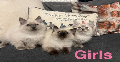 Ragdoll cats - Advert 2