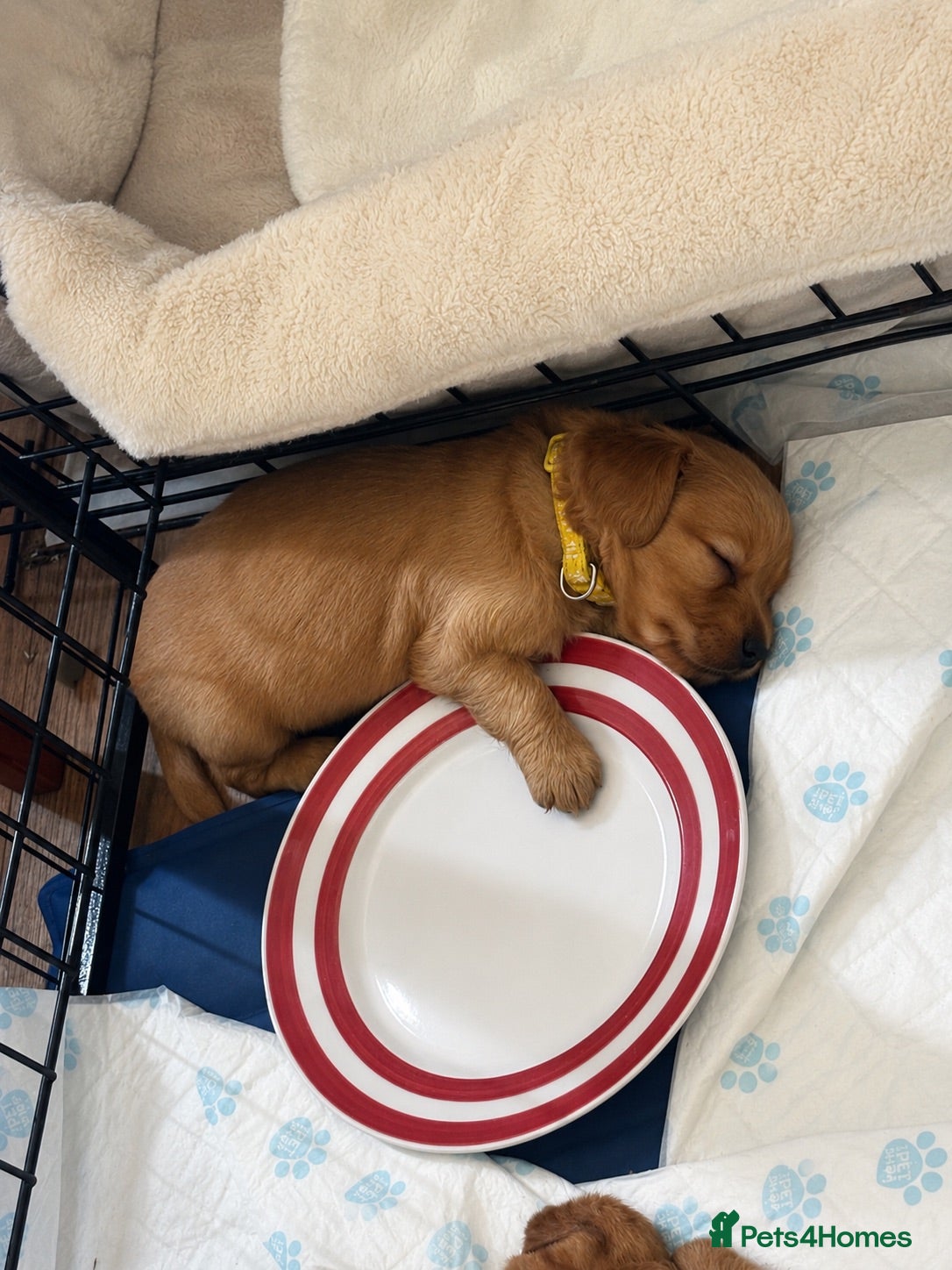 Mixed Breed dogs Beautiful Family Raised Doxiepoo Puppies Ready now - Advert 1