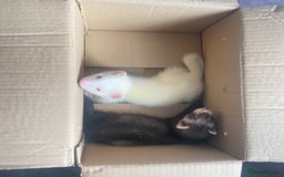 Ferret rodents for sale: 2 male ferrets for sale! - Image 1