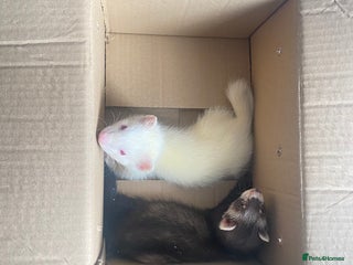 Ferret rodents - Advert 1