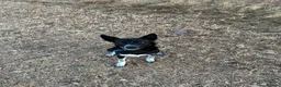 Border Collie dogs for sale: Border Collie to good home in Birmingham - Advert 3
