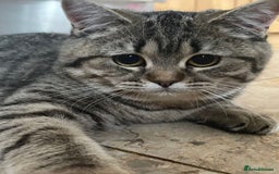 British Shorthair cats for sale: Coco and Layla  - Image 4