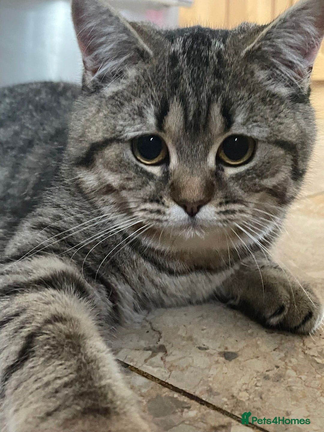 British Shorthair cats for sale: Coco and Layla  - Image 4