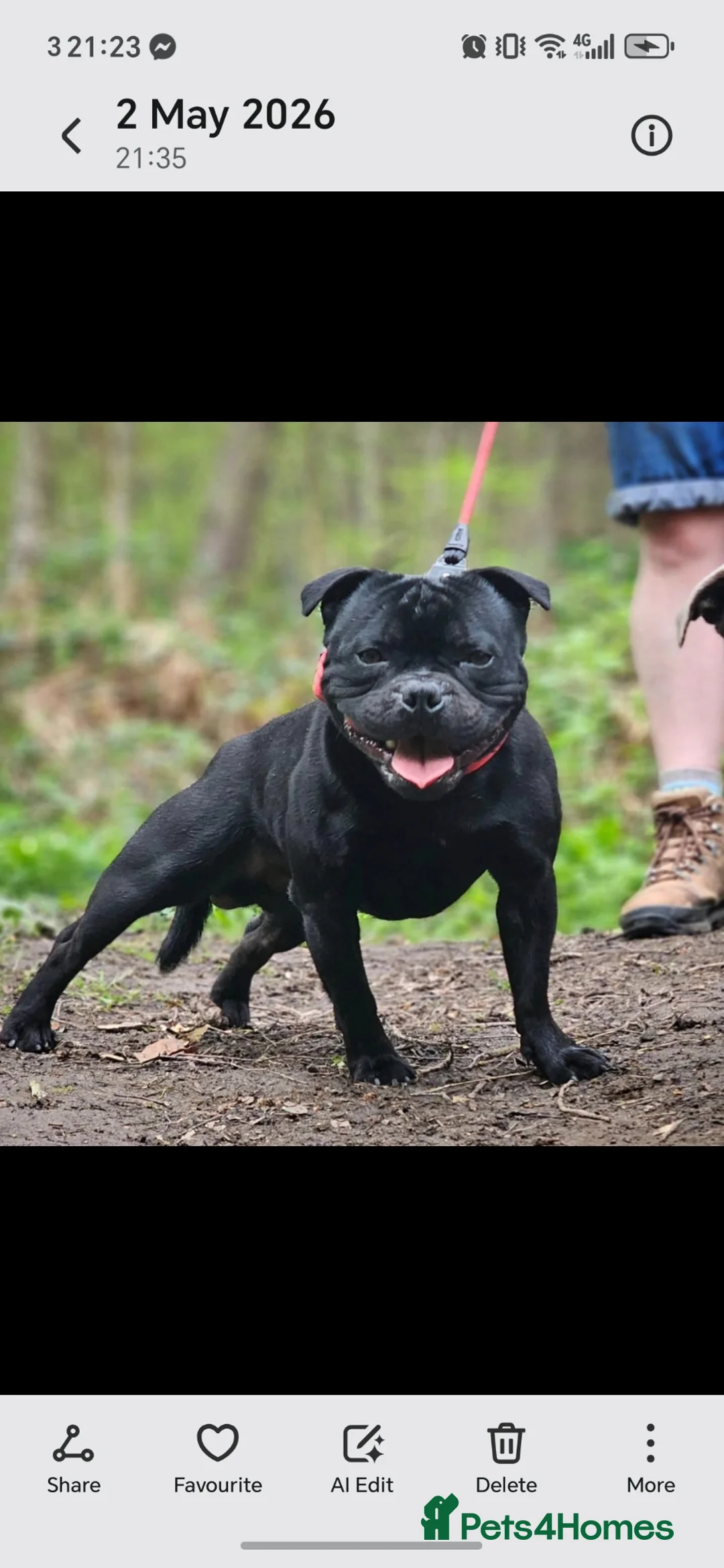 Staffordshire Bull Terrier dogs for sale: KC registered Staffordshire bull terrier puppies in Blaydon-on-Tyne - Advert 2