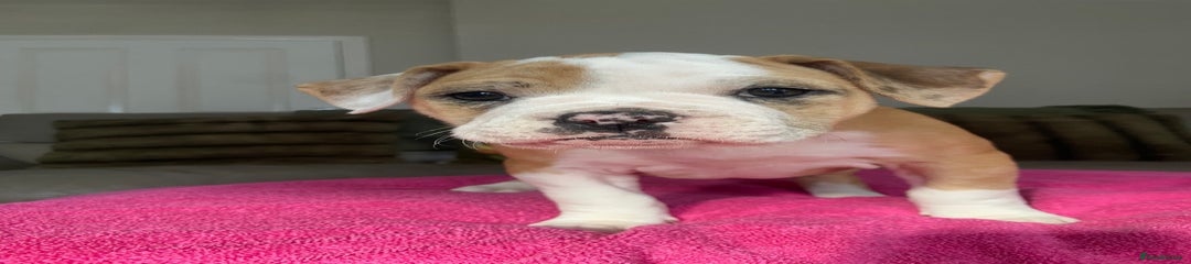 Alapaha Blue Blood Bulldog Puppy 6