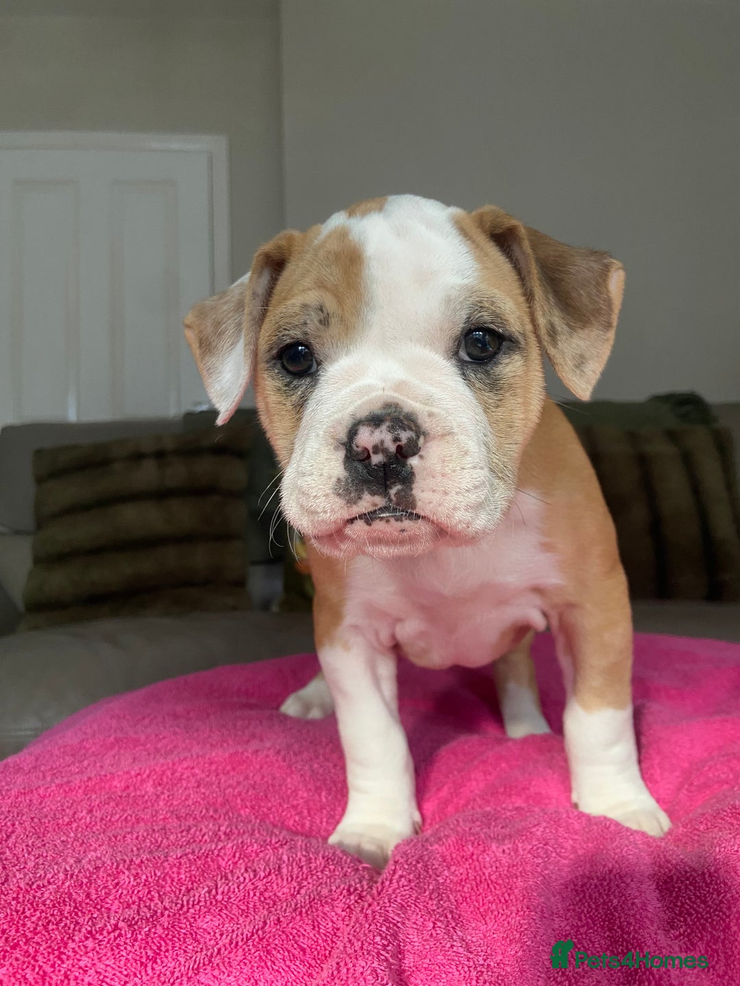 Alapaha Blue Blood Bulldog dogs for sale: Beautiful Alapaha blue bulldogs  - Image 2
