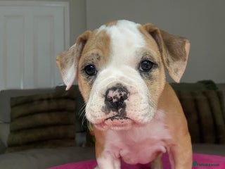 Alapaha Blue Blood Bulldog dogs - Advert 5
