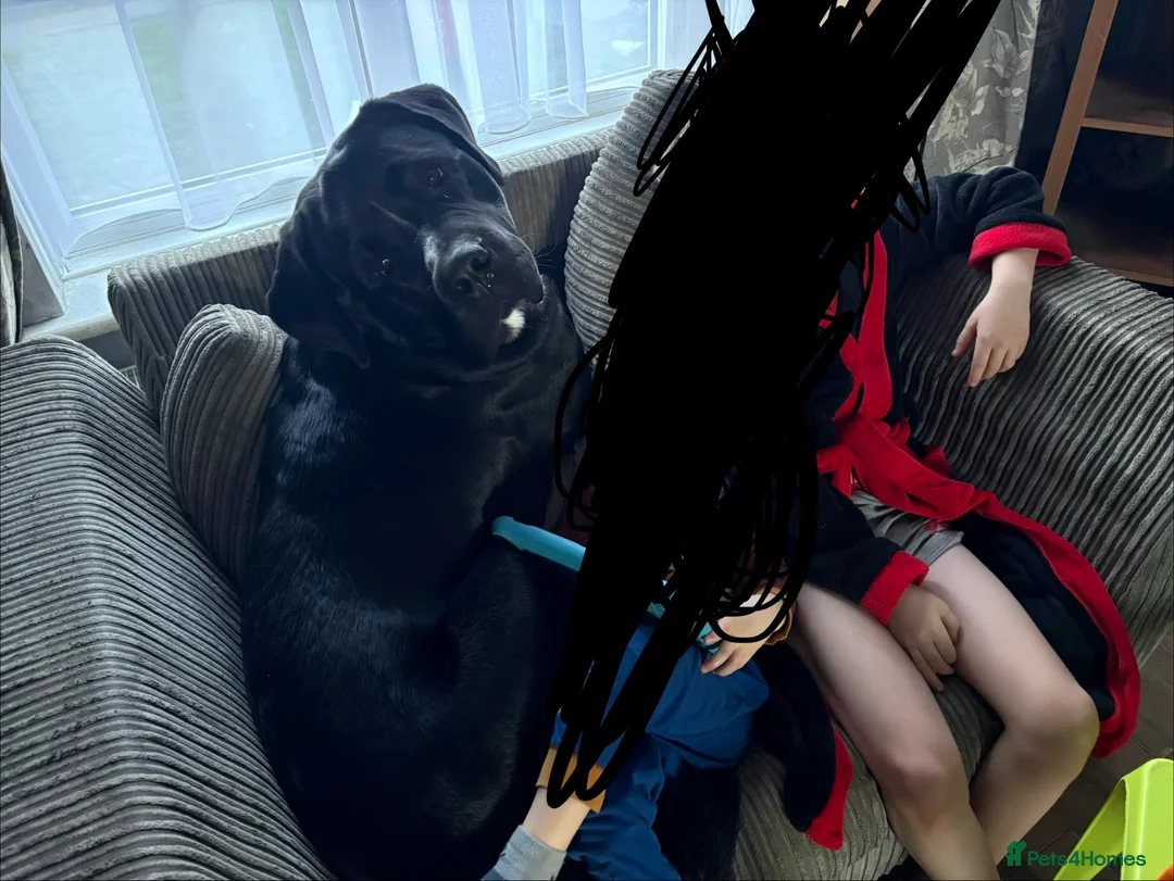 Mixed Breed dogs for sale: NO LITTER. REHOMING DOG - Advert 3