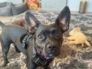 Mixed Breed dogs Misty a gorgeous little crossbreed - Advert 1