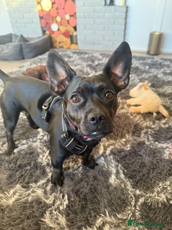 Mixed Breed dogs Misty a gorgeous little crossbreed - Advert 11