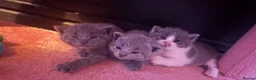 British Shorthair cats for sale: Beautiful British shorthairs  in Newark - Advert 13