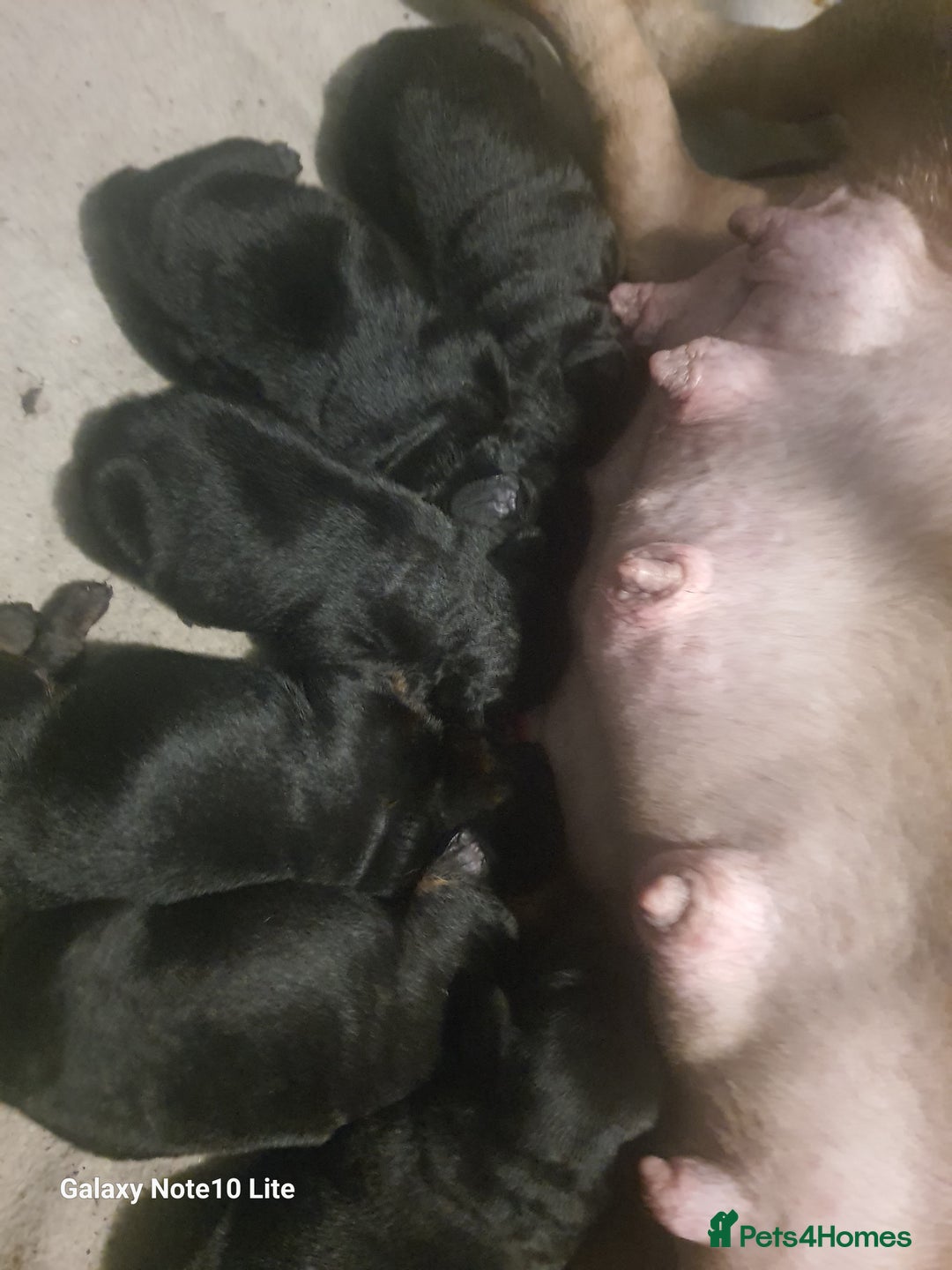 Mixed Breed dogs for sale: Boodles - Advert 5