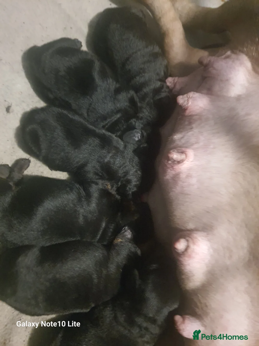 Mixed Breed dogs for sale: Boodles - Advert 3